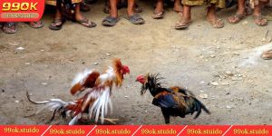 Đá Gà Trên Mạng Có Những Ưu Điểm Gì Và Lưu Ý Cần Nhớ